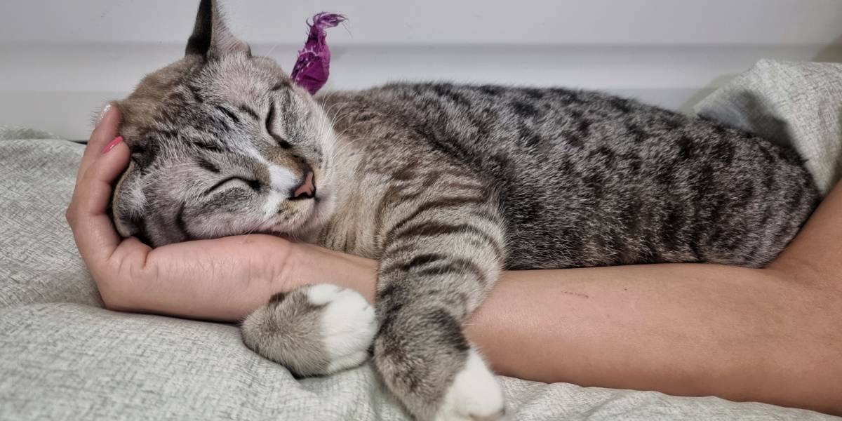 cute young tabby cat