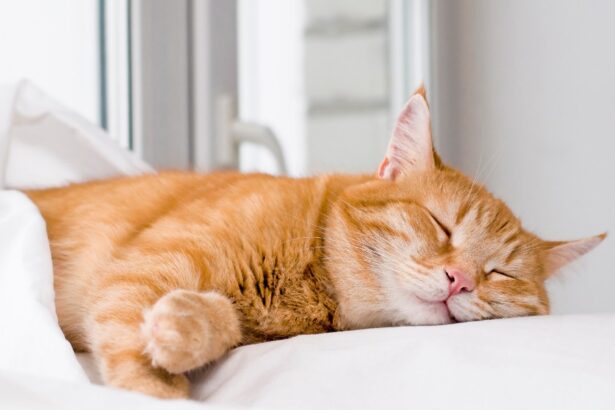 An image discussing the topic of whether cats dream.