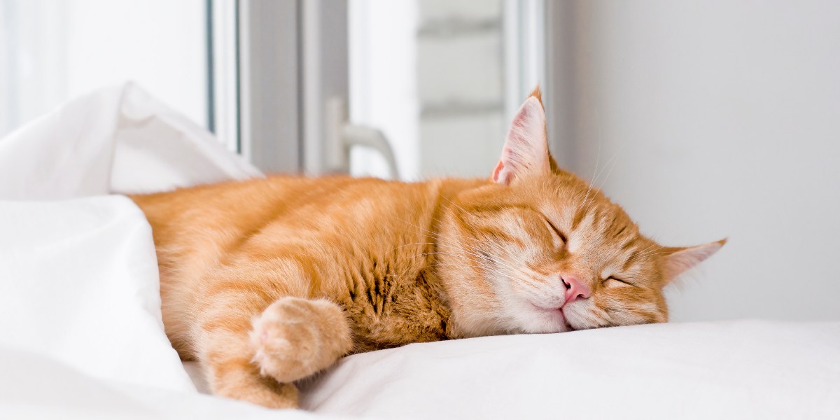 An image discussing the topic of whether cats dream.