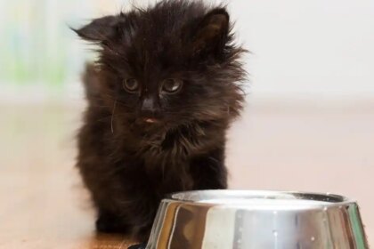 Feeding a kitten - Your Cat
