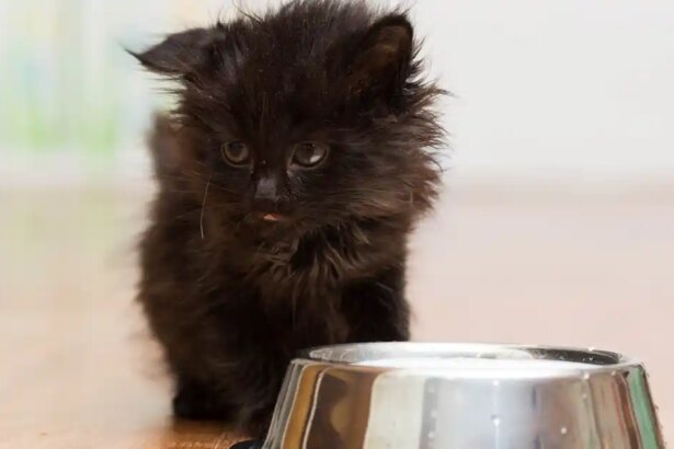 Feeding a kitten - Your Cat
