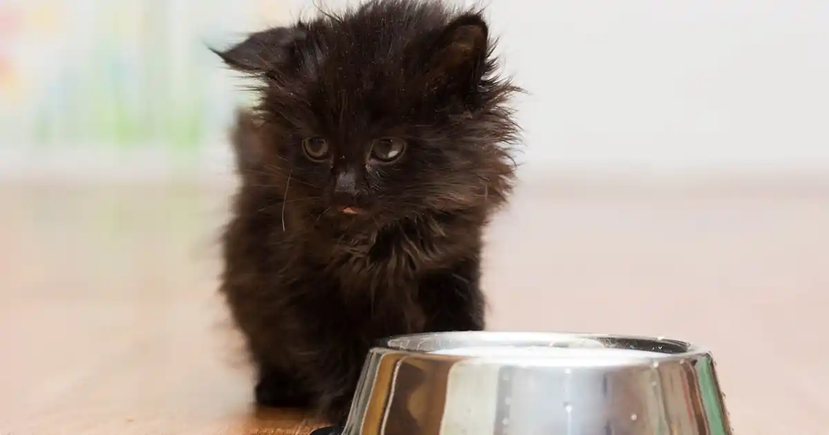 Feeding a kitten - Your Cat