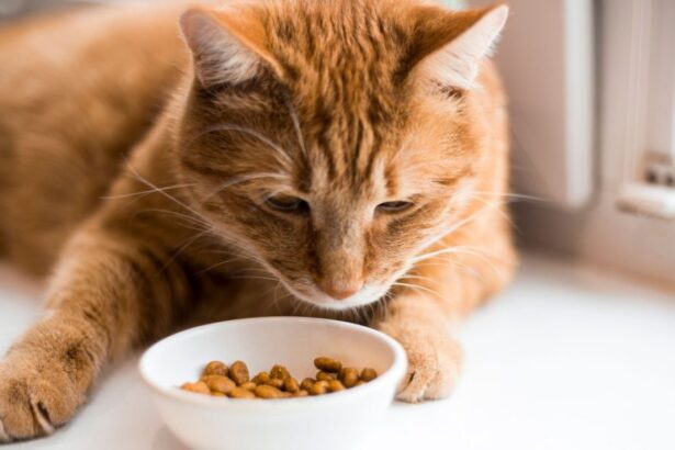 ginger cat looks at small white bowl filled with kibble
