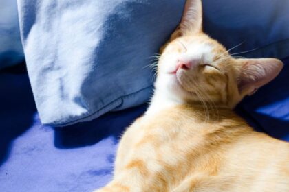 happy cat