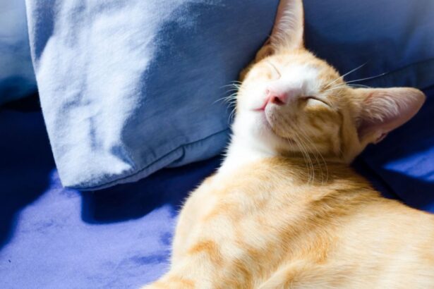 happy cat