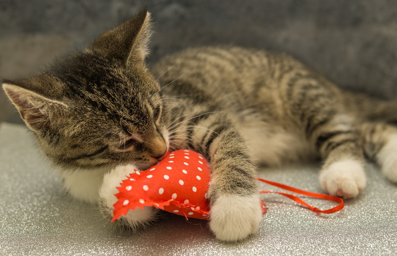 6 Heartwarming Ways Cats Show Empathy & Offer Comfort