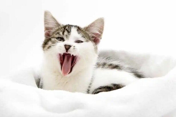 How to help your teething kitten