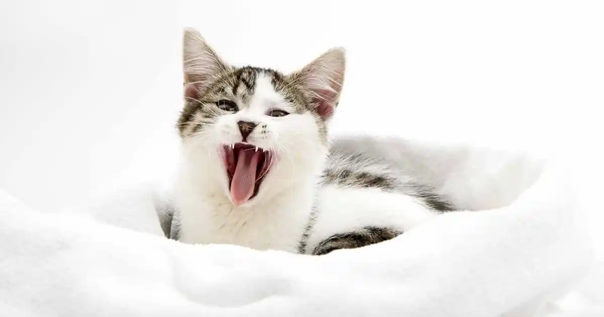How to help your teething kitten