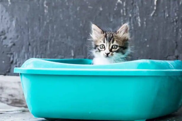 How to litter train a kitten