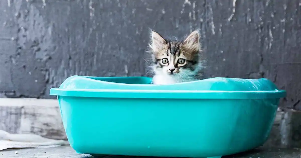 How to litter train a kitten