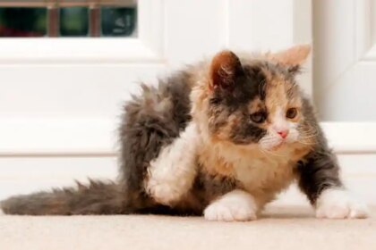 How to treat your kitten for fleas