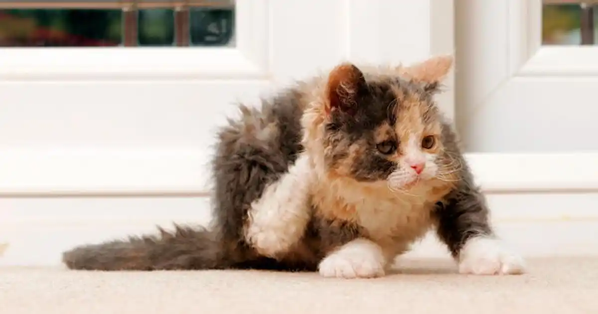 How to treat your kitten for fleas
