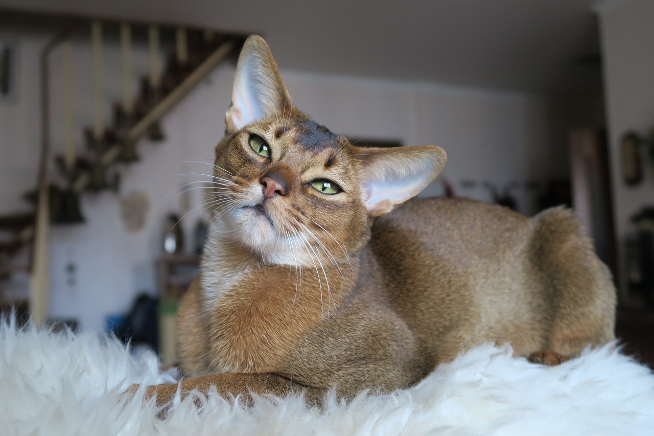 Top 10 Most Social Cat Breeds for Multi-Pet Households