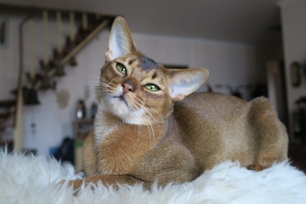 7 Best Energetic Cat Breeds for Active Owners
