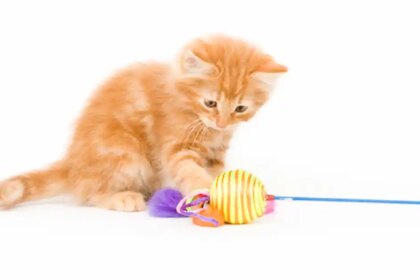 Choosing toys for kittens - Your Cat