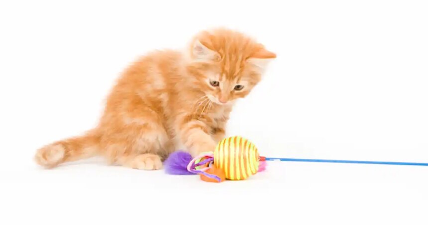 Choosing toys for kittens - Your Cat