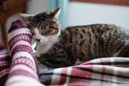 Knowing When Your Cat Is Sick - Feature Image