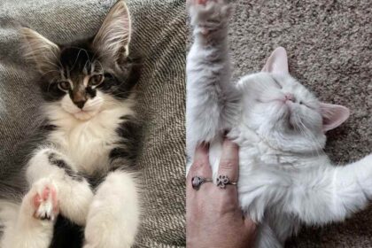 Split view of two cats: Leo, the Maine coon x Norwegian forest cat, on the left, and a fluffy white cat on the right