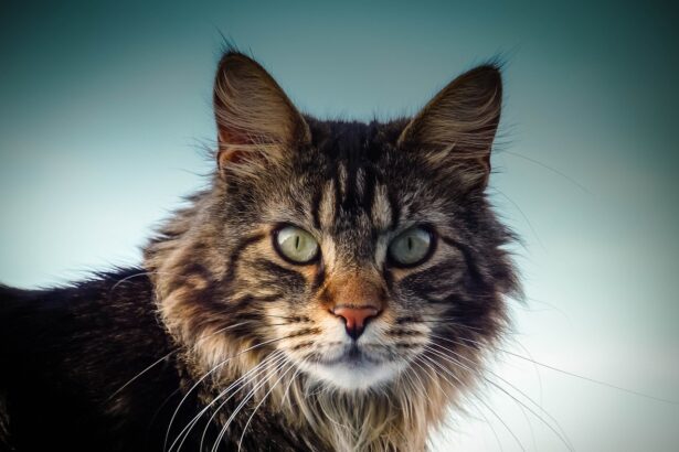 7 Most Quiet Cat Breeds