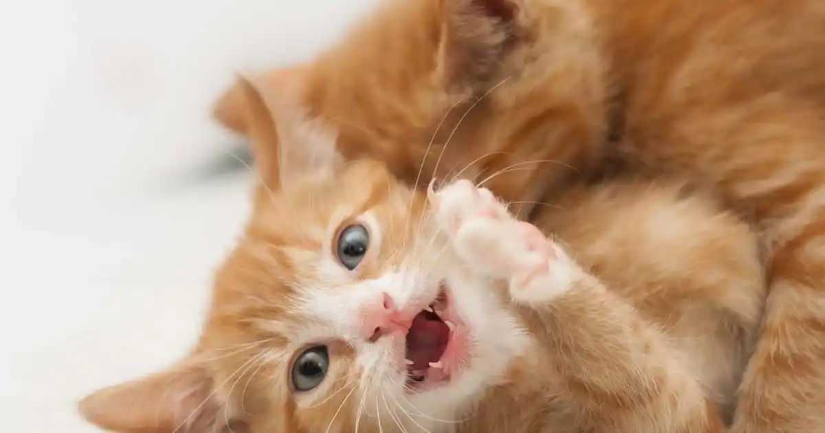Why won't my kittens stop fighting?