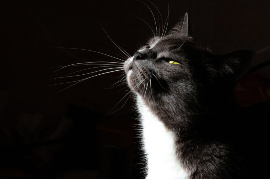 What Scents Do Cats Hate? This List Might Surprise You