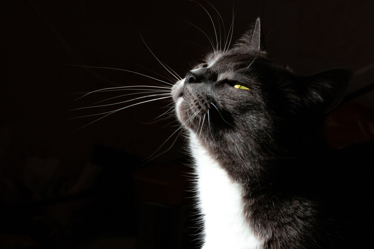 What Scents Do Cats Hate? This List Might Surprise You