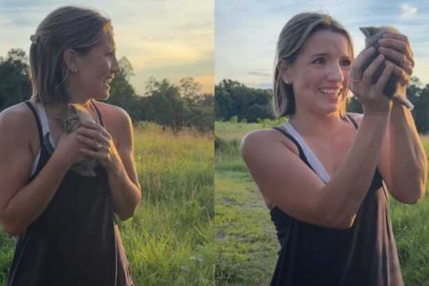 Owners Grieving Late Cat Find a Stray Kitten Pop up in Their Yard