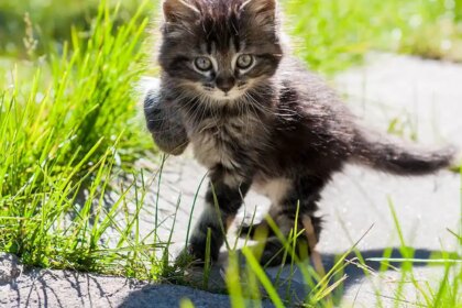 When can my kitten go outside?