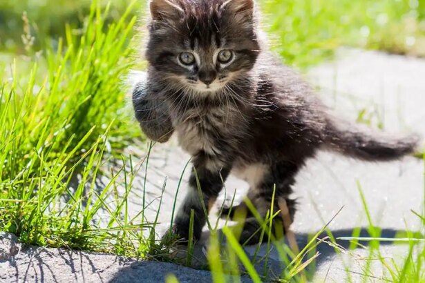 When can my kitten go outside?