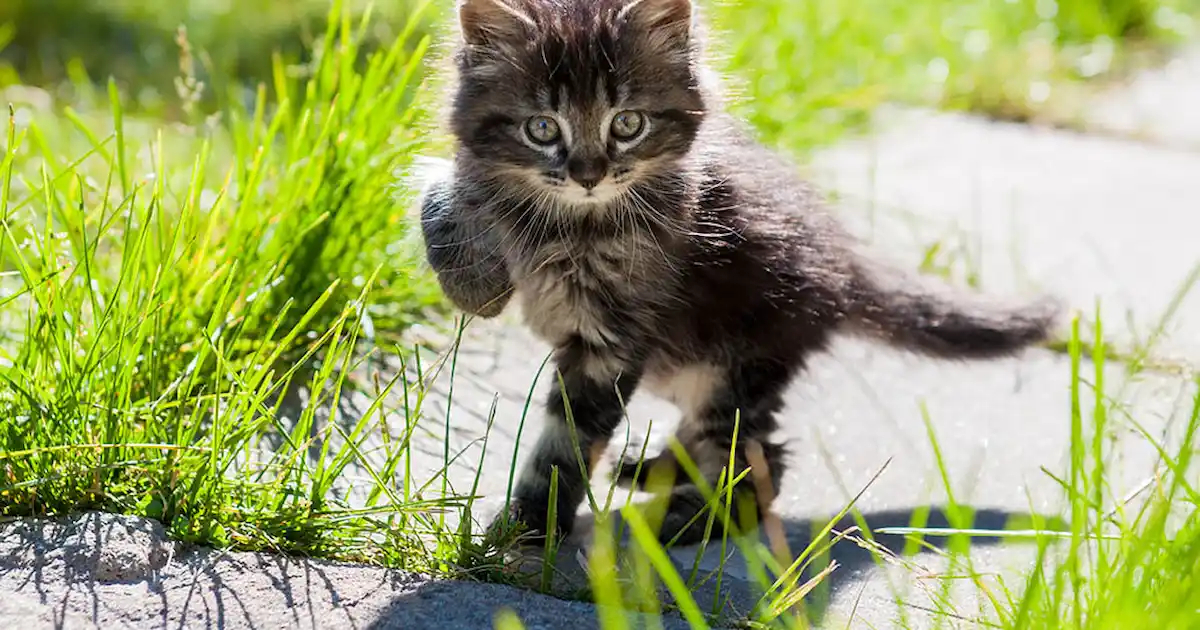 When can my kitten go outside?