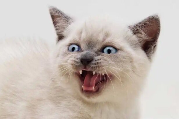 Why won't my kitten stop meowing?