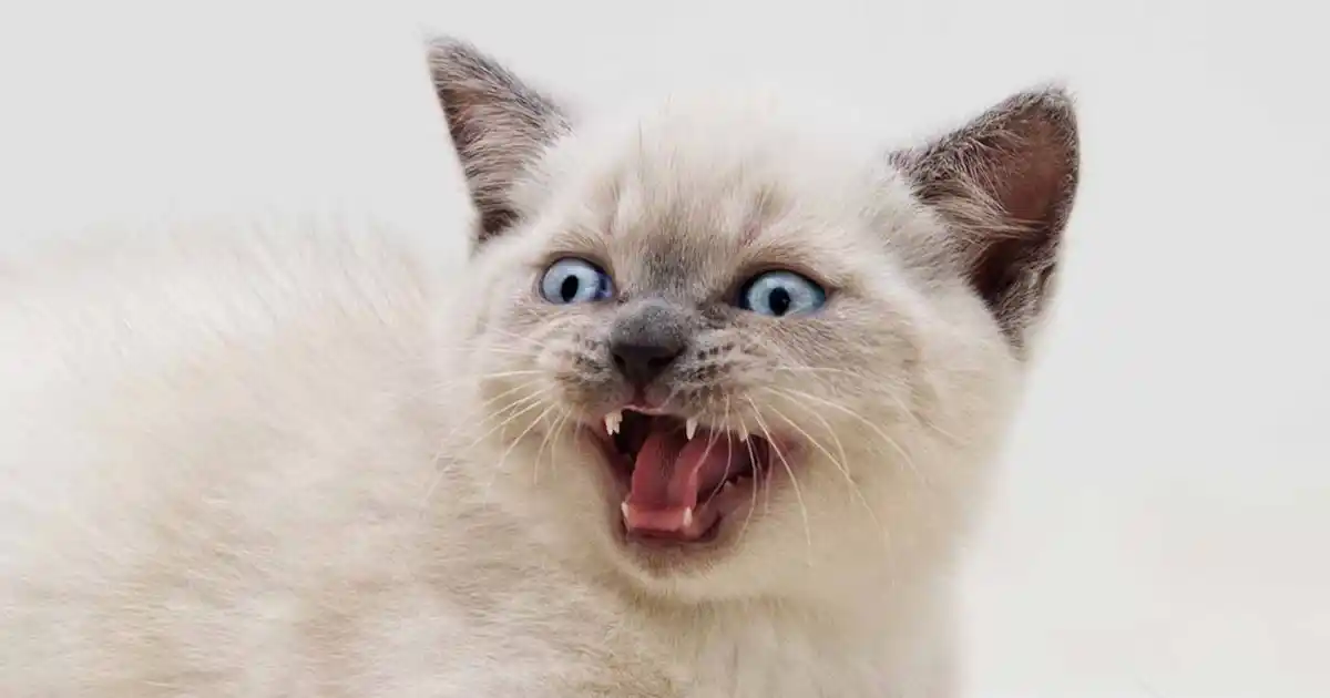 Why won't my kitten stop meowing?