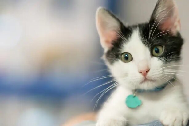 Why should I neuter my kitten?