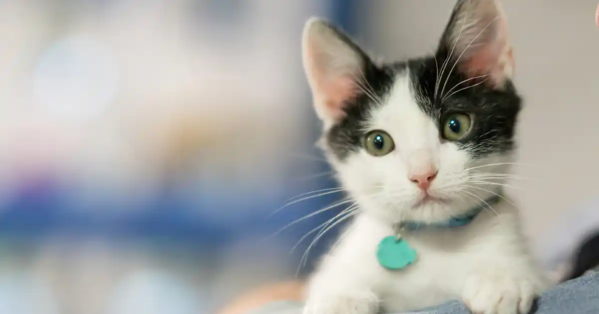 Why should I neuter my kitten?