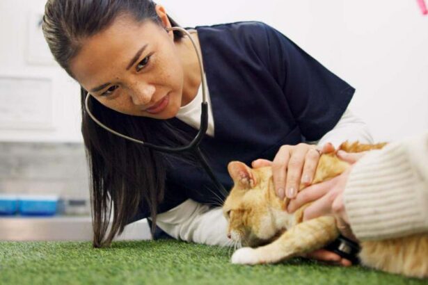 woman vet listening to the heart of ginger cat with stethoscope