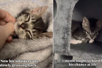 Tiny Shelter Kitten Survives Heartbreaking Conditions to Finally Find a Forever Home
