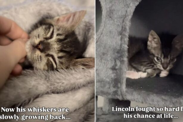 Tiny Shelter Kitten Survives Heartbreaking Conditions to Finally Find a Forever Home
