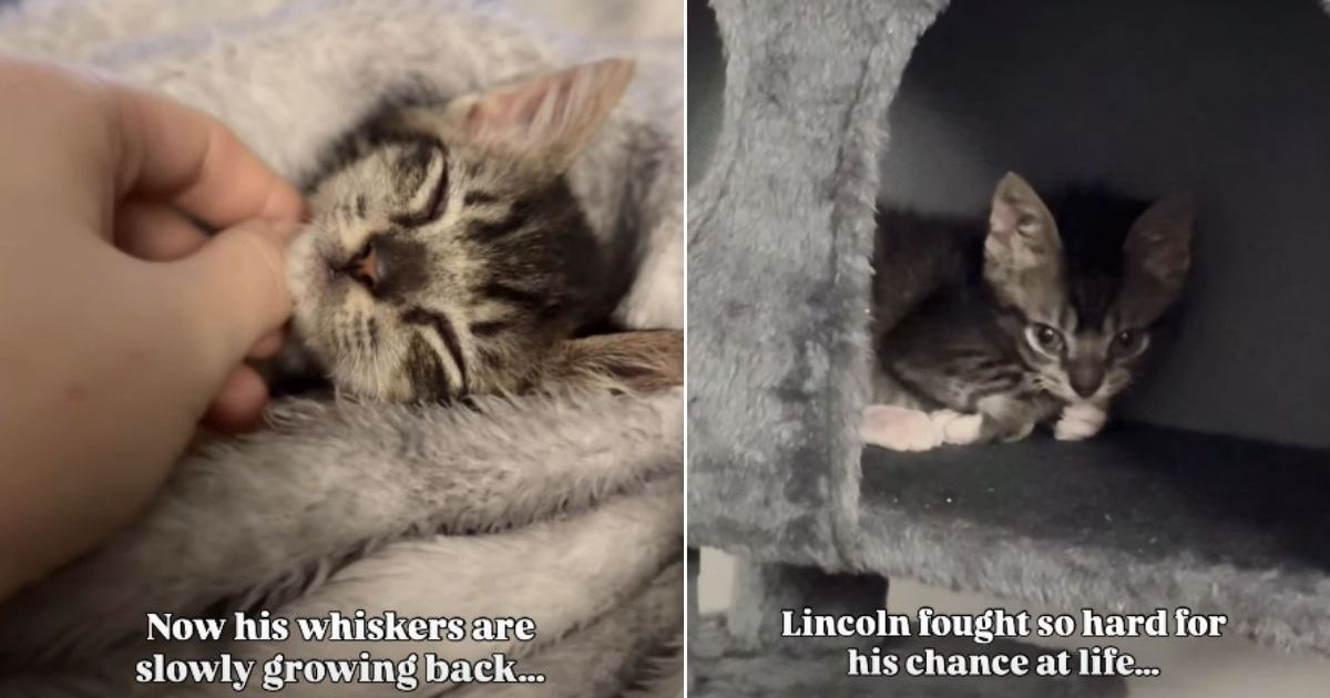 Tiny Shelter Kitten Survives Heartbreaking Conditions to Finally Find a Forever Home