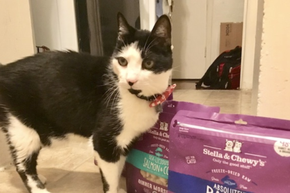 To Raw Food Diet or Not? The Kitty Parent Question