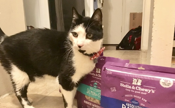 To Raw Food Diet or Not? The Kitty Parent Question