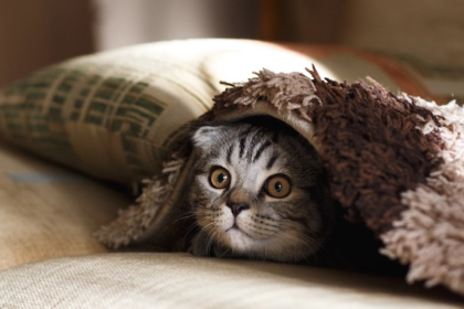 10 Common Household Items You May Not Realize are a Risk for Your Cat
