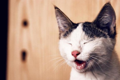 May is Allergy Awareness Month For Cats Too