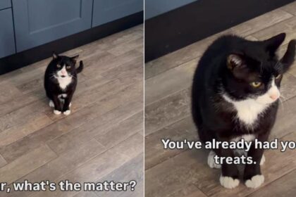 Cat Is Furious After Mom Accidentally Surpasses Her Sleep Time