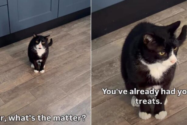 Cat Is Furious After Mom Accidentally Surpasses Her Sleep Time
