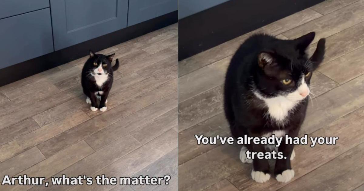 Cat Is Furious After Mom Accidentally Surpasses Her Sleep Time