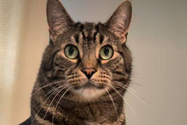 After Human Uses Head Massager on Cat Once, He Demands It Almost Daily