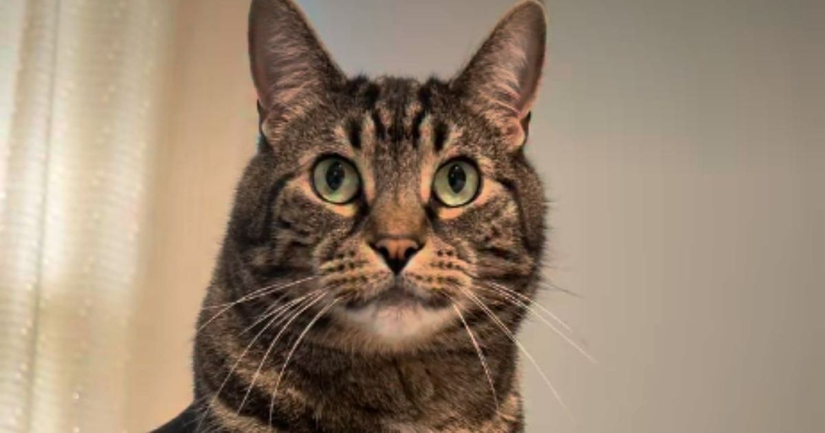 After Human Uses Head Massager on Cat Once, He Demands It Almost Daily