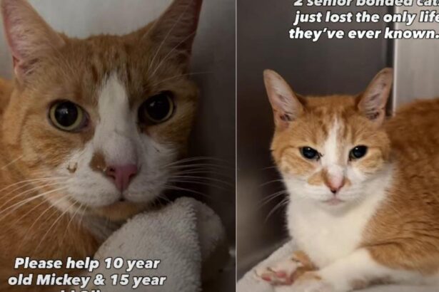 Senior Bonded Cats Who Lost Their Only Home Get a Second Chance