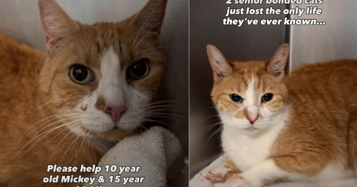 Senior Bonded Cats Who Lost Their Only Home Get a Second Chance