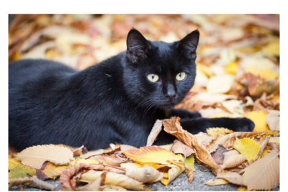 Debunking Myths about Black Cats: PDSA Vets Share the Truth about these Mysterious Feline Friends